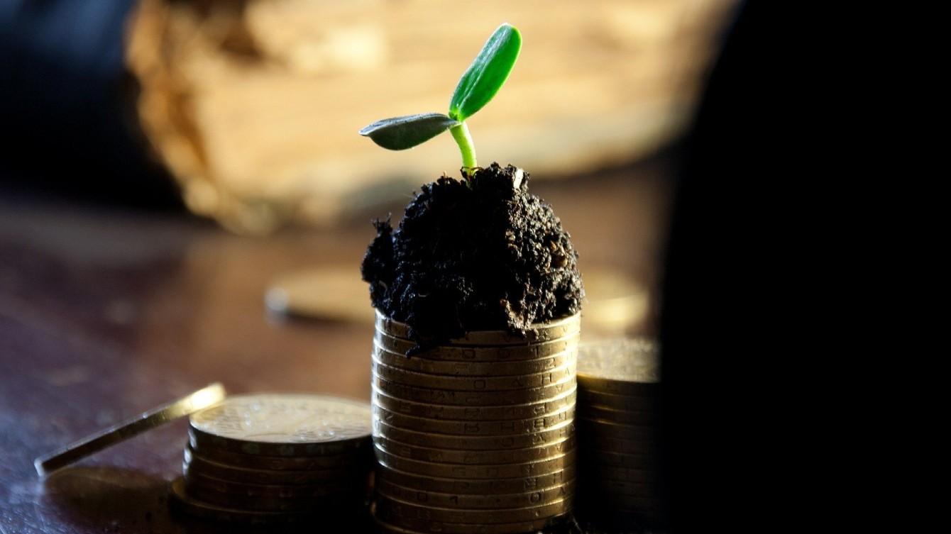 Un montón de monedas con tierra encima de la que surge el brote de una planta