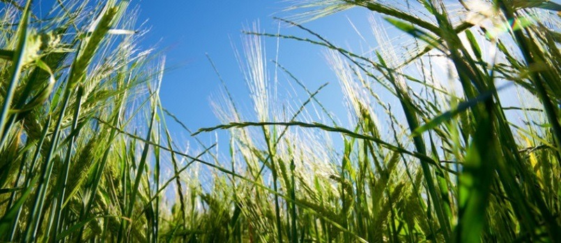 Sodena apoya a MOA Foodtech con un préstamo participativo de 100.000 euros